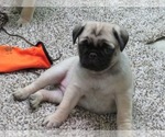 Small Photo #3 Pug Puppy For Sale in BLUFORD, IL, USA