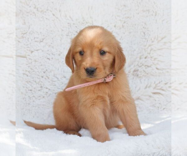 Medium Photo #1 Golden Retriever Puppy For Sale in NEW HOLLAND, PA, USA