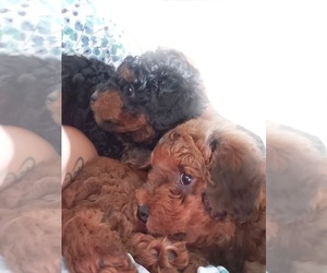 Poodle (Miniature) Puppy for sale in REDONDO BEACH, CA, USA