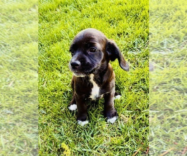 Medium Photo #1 Cocker Spaniel Puppy For Sale in IRVINE, CA, USA