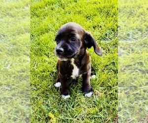 Cocker Spaniel Puppy for sale in IRVINE, CA, USA