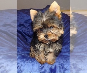 Father of the Yorkshire Terrier puppies born on 05/11/2025
