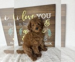 Small #4 Goldendoodle (Miniature)