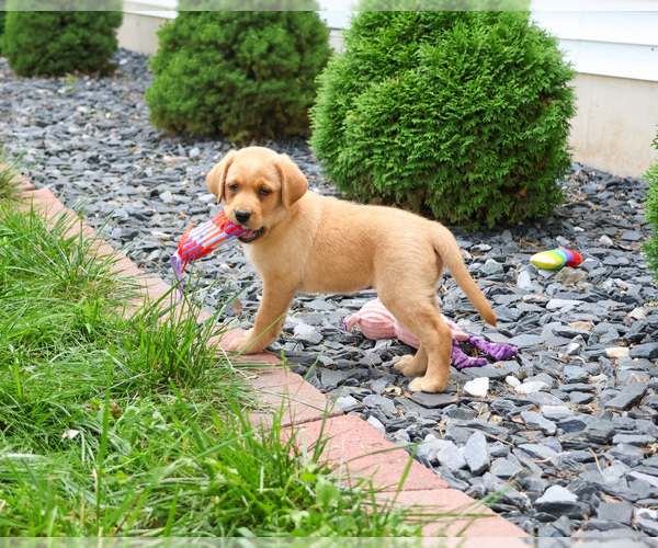 Medium Photo #12 Labrador Retriever Puppy For Sale in SYRACUSE, IN, USA