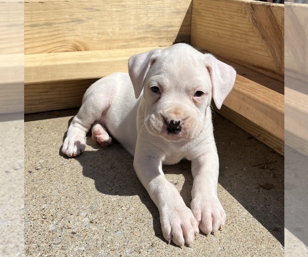 Medium Photo #5 Boxer Puppy For Sale in MURFREESBORO, TN, USA