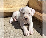 Small Photo #5 Boxer Puppy For Sale in MURFREESBORO, TN, USA