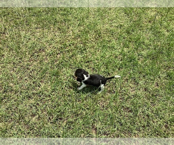 Medium Photo #11 Beagle Puppy For Sale in COLDSPRING, TX, USA