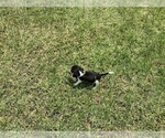 Small Photo #11 Beagle Puppy For Sale in COLDSPRING, TX, USA