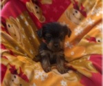 Small #3 Yorkshire Terrier