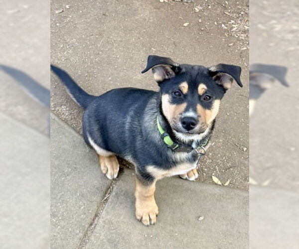 Medium Photo #7 Gerberian Shepsky Puppy For Sale in Corona, CA, USA