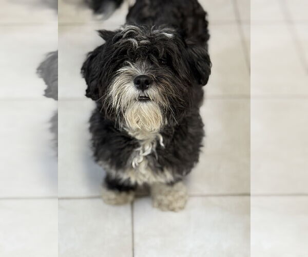 Medium Photo #2 Hava-Apso Puppy For Sale in Phoenix, AZ, USA