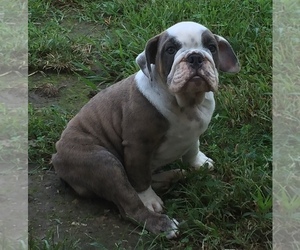 Bulldog Puppy for sale in NEOSHO, MO, USA