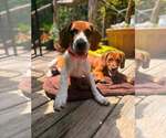 Small Beagle Mix