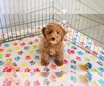 Small #15 Cock-A-Poo-Poodle (Miniature) Mix
