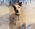 Small #1 Jack Russell Terrier Mix