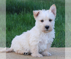 Scottish Terrier Puppy for sale in LITITZ, PA, USA