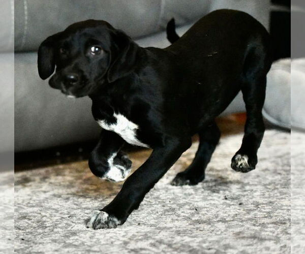 Medium Photo #3 Mutt Puppy For Sale in Mechanicsburg, PA, USA