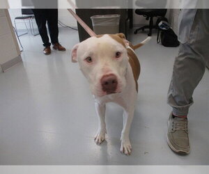 American Pit Bull Terrier Dogs for adoption in Ocala, FL, USA