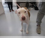 Small American Pit Bull Terrier