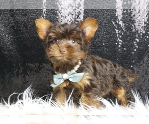 Yorkshire Terrier Litter for sale in WARSAW, IN, USA