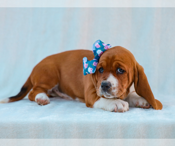 Medium Photo #2 Basset Hound Puppy For Sale in LIBERTY, KY, USA