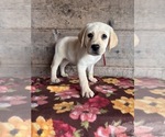 Small #6 Labrador Retriever