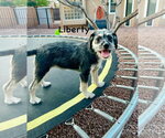 Small #2 Border Terrier Mix