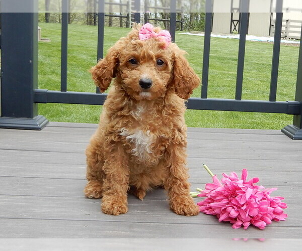 Medium Photo #1 Cavapoo (Miniature) Puppy For Sale in WOOSTER, OH, USA