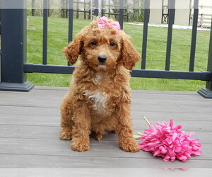 Cavapoo (Miniature) Puppy for sale in WOOSTER, OH, USA