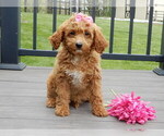 Image preview for Ad Listing. Nickname: Penny