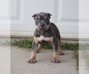 American Bully Puppy for sale in CHAMPAIGN, IL, USA