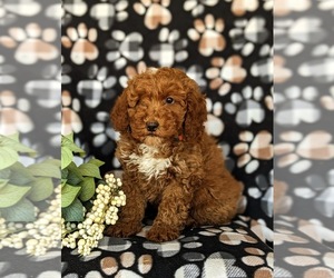 Cock-A-Poo Puppy for sale in KIRKWOOD, PA, USA
