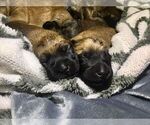 Small Photo #1 Soft Coated Wheaten Terrier Puppy For Sale in ELLENSBURG, WA, USA