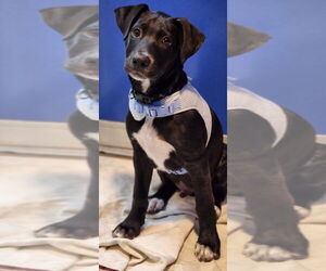 Labrador Retriever Dogs for adoption in Walnutport, PA, USA