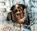 Small #2 French Bulldog