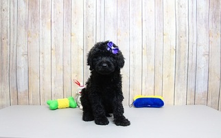 Labradoodle Puppy for sale in PORTSMOUTH, OH, USA