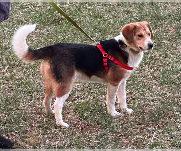 Medium Photo #1 Beagle-Unknown Mix Puppy For Sale in Rustburg, VA, USA