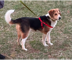 Beagle-Unknown Mix Dogs for adoption in Rustburg, VA, USA