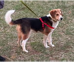 Small Beagle Mix