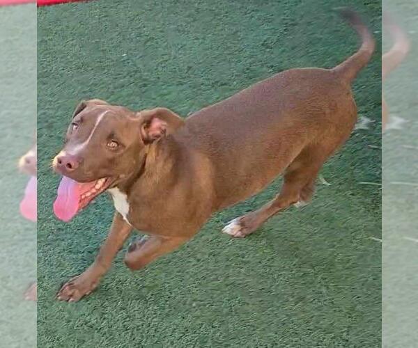 Medium Photo #2 American Pit Bull Terrier-Chihuahua Mix Puppy For Sale in Rockwall, TX, USA