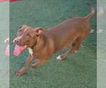 Small #1 American Pit Bull Terrier-Chihuahua Mix