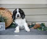 Small #2 Cocker Spaniel