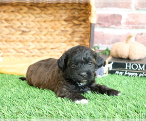 ShihPoo Puppy for sale in SYRACUSE, IN, USA