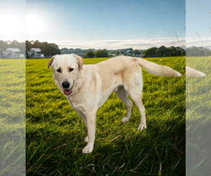 Great Pyrenees Dogs for adoption in Croydon, NH, USA