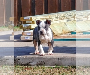 American Bully Puppy for sale in BALCH SPRINGS, TX, USA