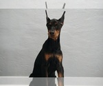 Small #14 Doberman Pinscher