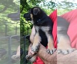 Small Photo #5 German Shepherd Dog Puppy For Sale in BRIDGEWATER, NH, USA