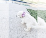 Small Photo #16 Great Pyrenees Puppy For Sale in MCALLEN, TX, USA