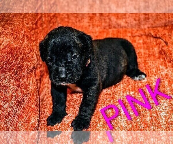 Medium Photo #24 Presa Canario Puppy For Sale in PHILADELPHIA, PA, USA