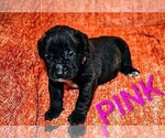 Small Photo #24 Presa Canario Puppy For Sale in PHILADELPHIA, PA, USA